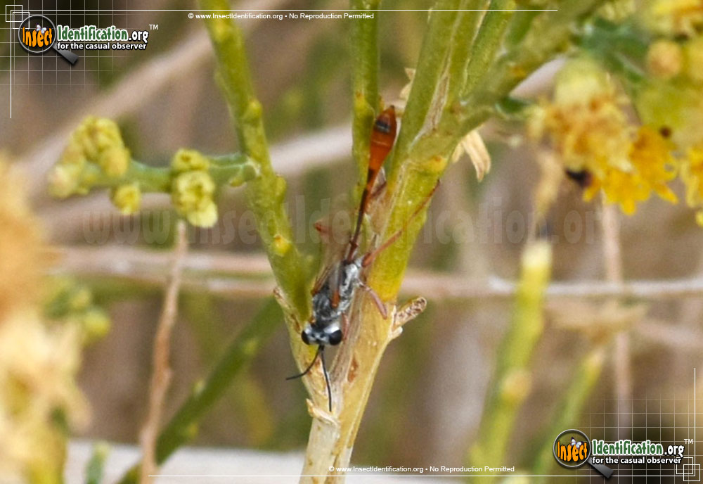 Full-sized image #5 of the Thread-Waisted-Wasp-Ammophila-aberti