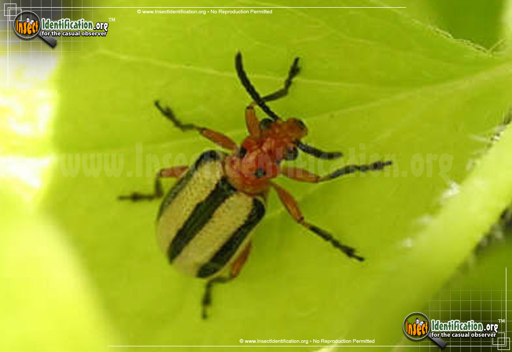 Full-sized image of the Three-Lined-Potato-Beetle