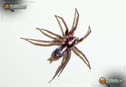 spider parson spiders north american identification name ecclesiasticus bother houseguest blessing description others some