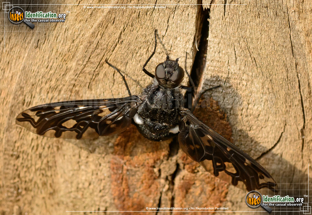 Full-sized image of the Tiger-Bee-Fly