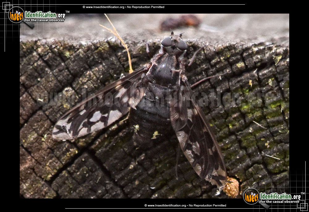 Full-sized image #7 of the Tiger-Bee-Fly