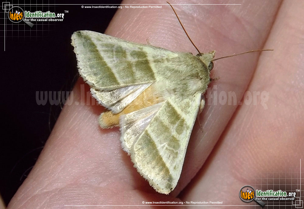 Full-sized image of the Tobacco-Budworm-Moth