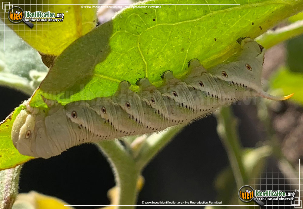 Tobacco Hornworm Moth