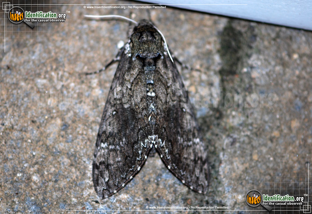 Full-sized image #4 of the Tobacco-Hornworm-Moth