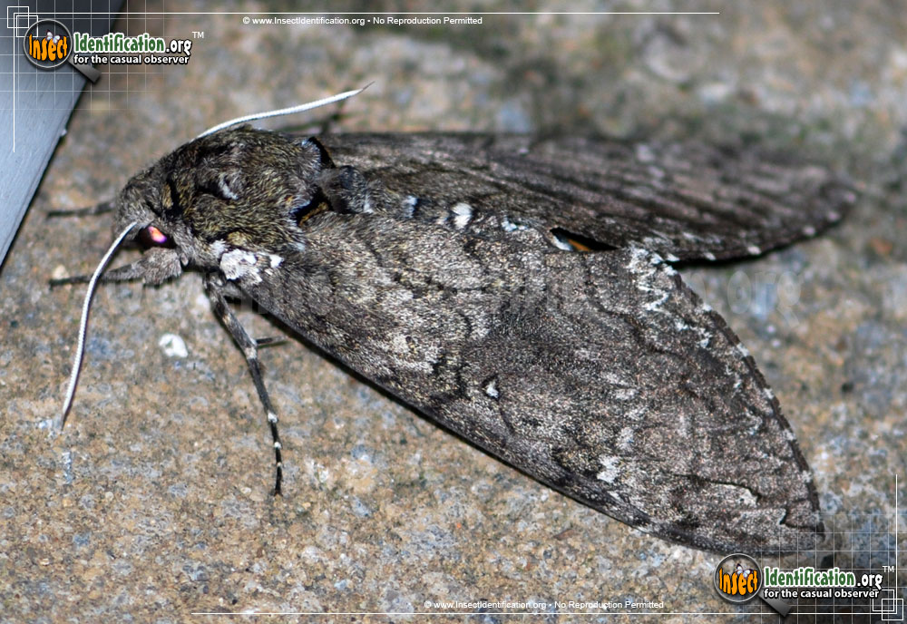 Full-sized image #14 of the Tobacco-Hornworm-Moth