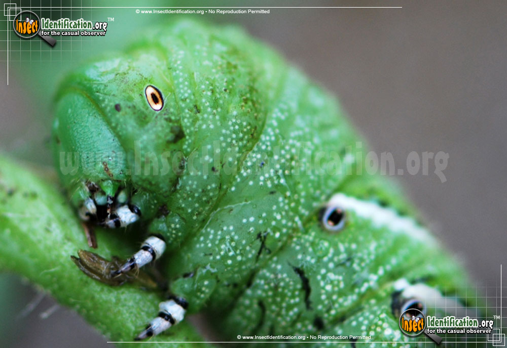 Full-sized image #15 of the Tobacco-Hornworm-Moth