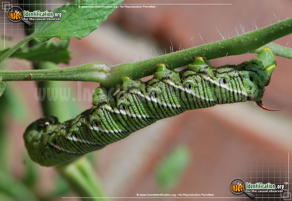 Full-sized image #8 of the Tobacco-Hornworm-Moth