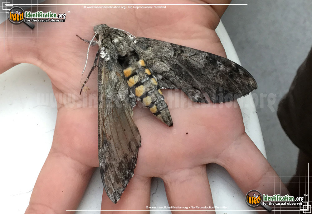 Full-sized image #5 of the Tobacco-Hornworm-Moth