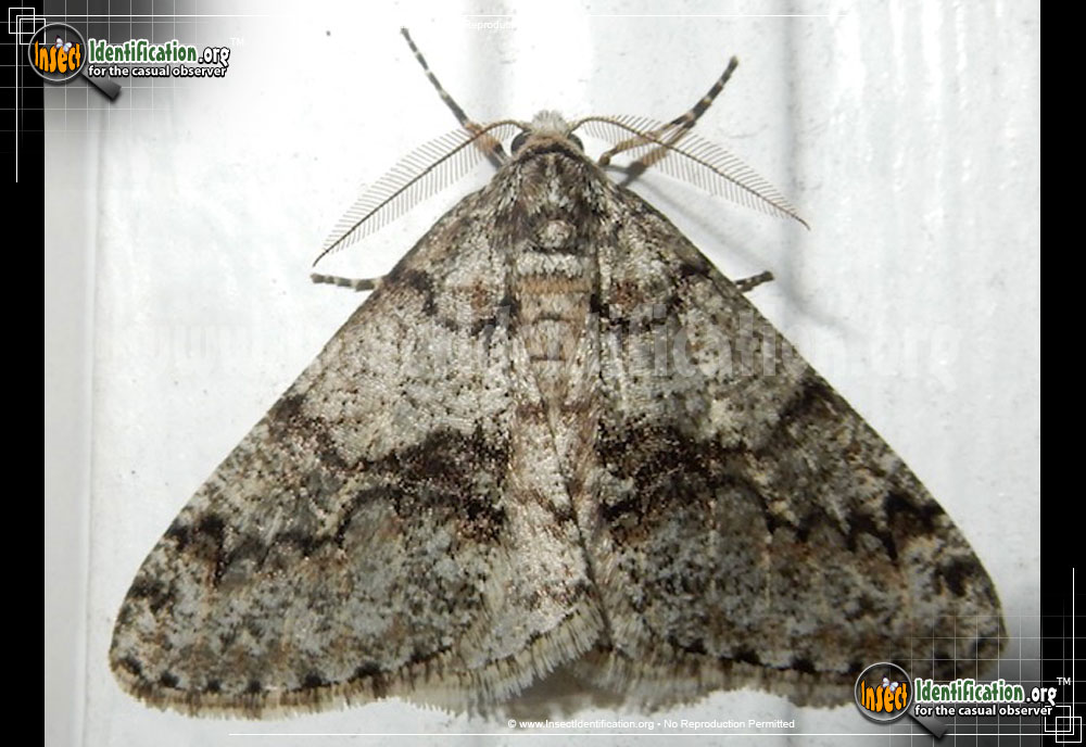 Full-sized image of the Toothed-Phigalia-Moth