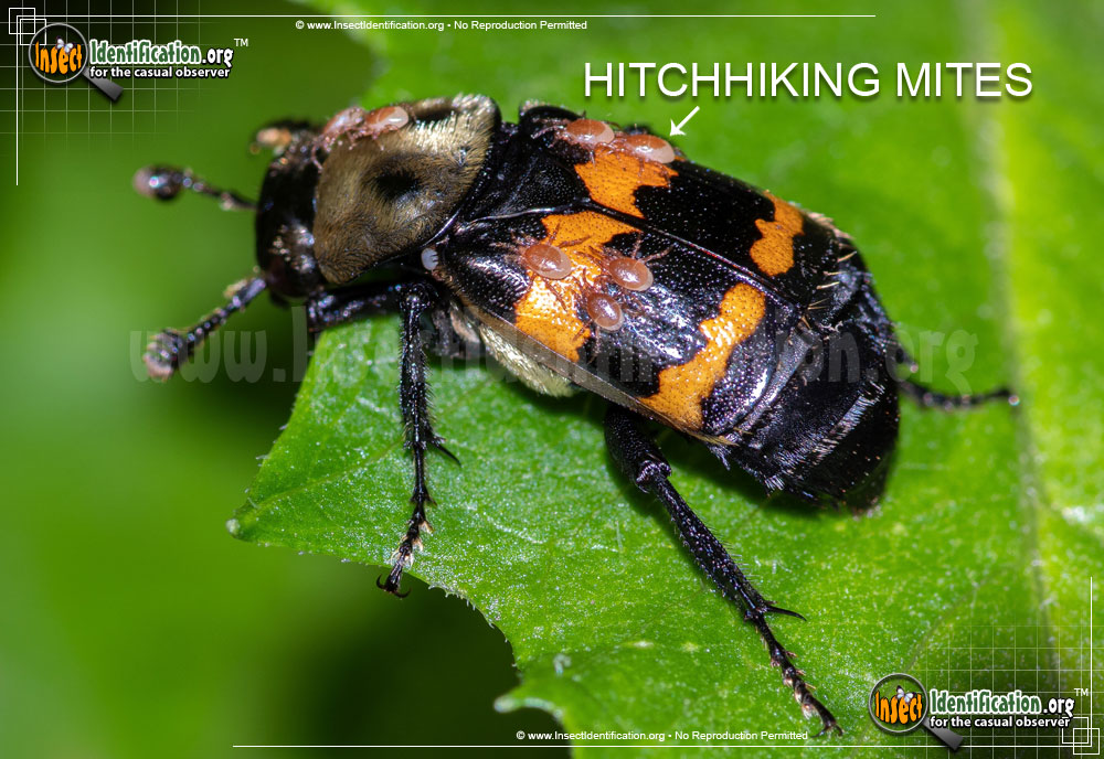 Full-sized image #4 of the Tormentose-Burying-Beetle