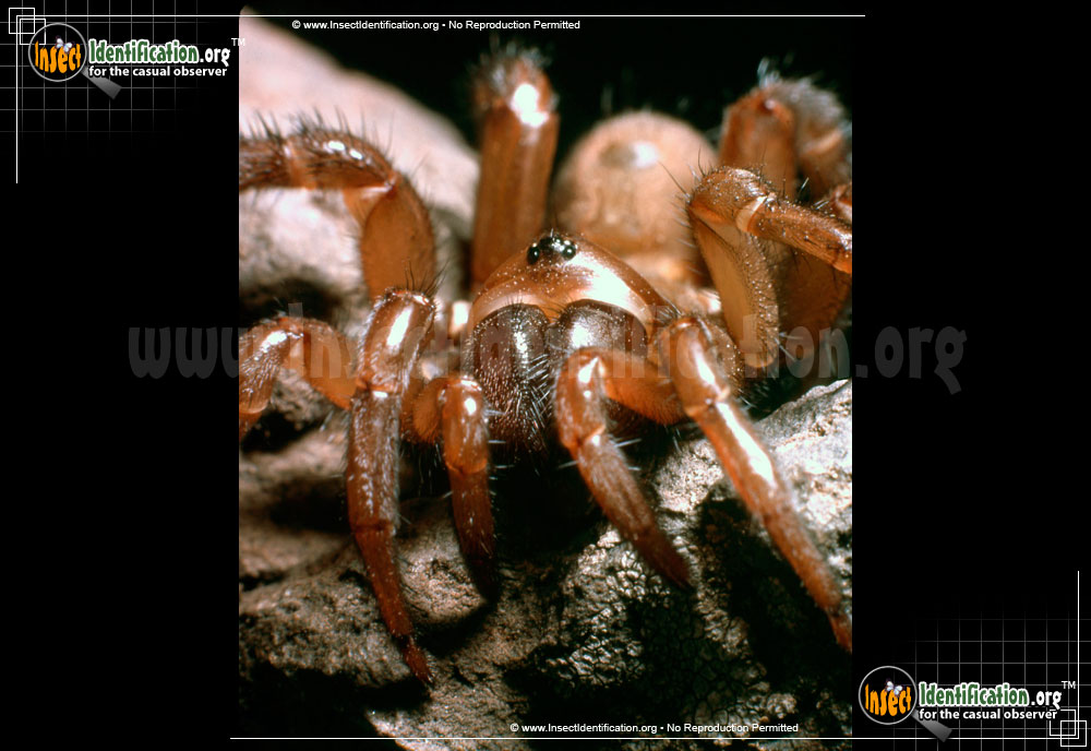 Full-sized image #4 of the Red-Folding-Door-Trapdoor-Spider
