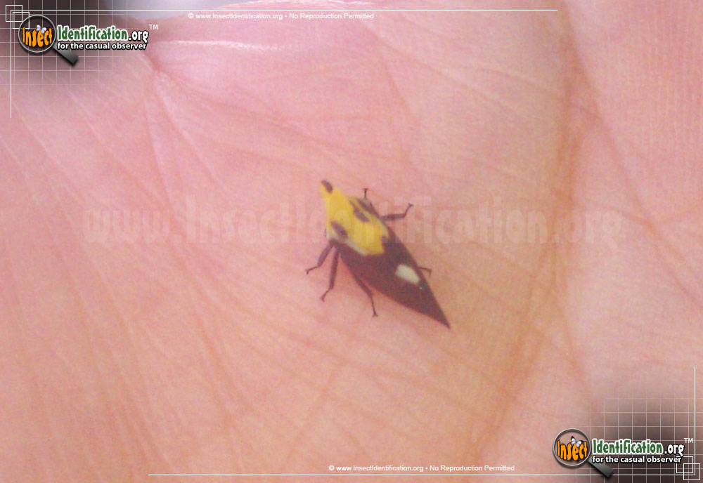 Full-sized image #3 of the Treehopper
