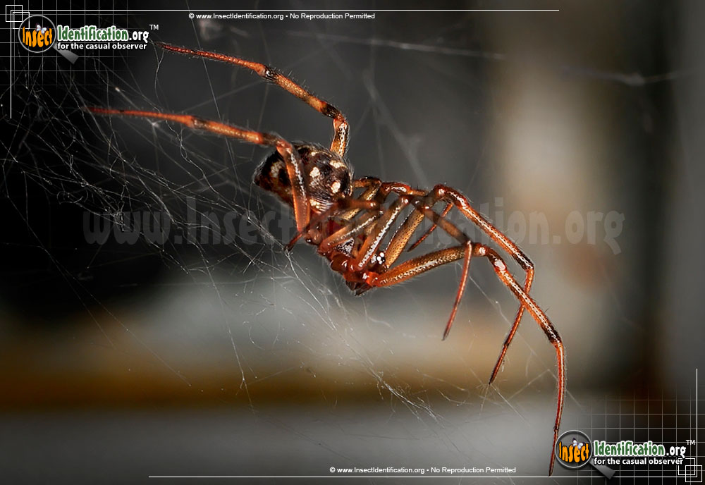 Full-sized image #10 of the Triangulate-Cob-Web-Spider