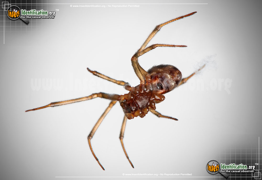 Full-sized image #11 of the Triangulate-Cob-Web-Spider