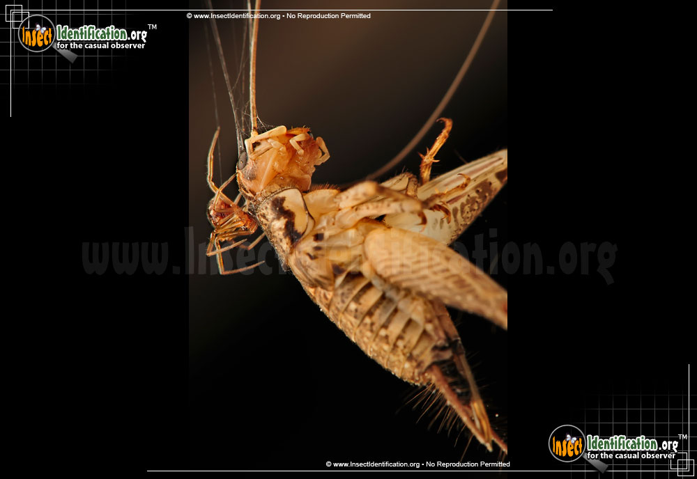 Full-sized image #9 of the Triangulate-Cob-Web-Spider
