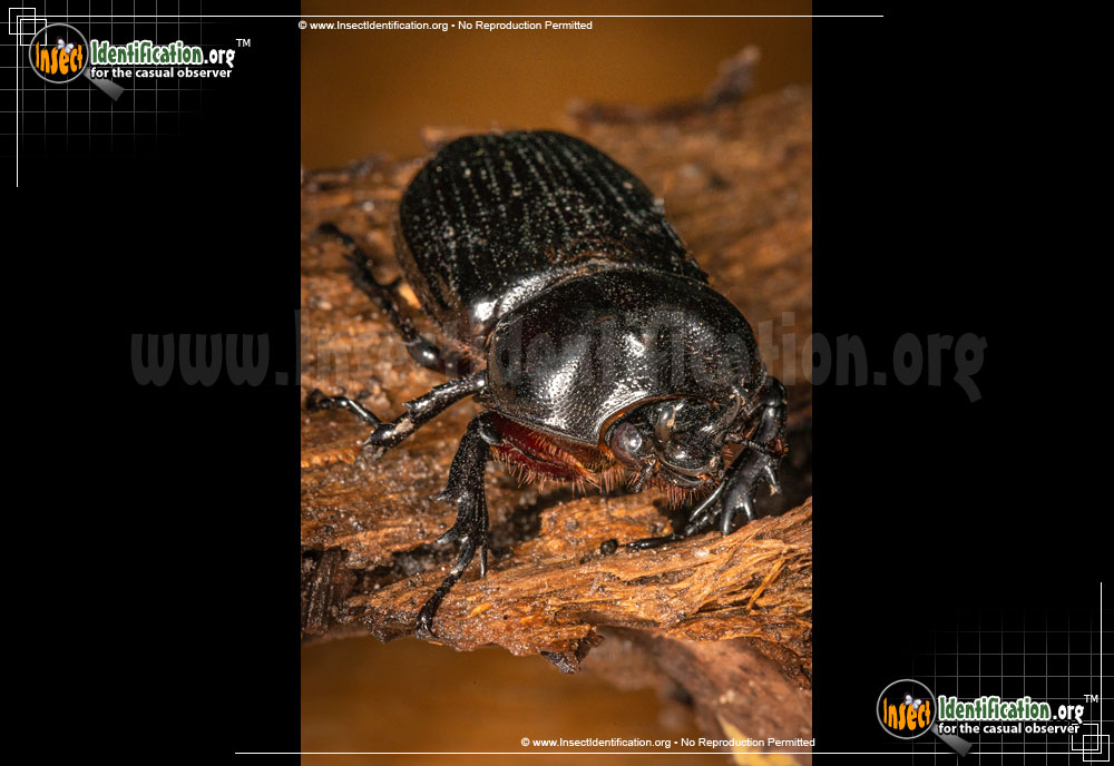 Full-sized image #2 of the Triceratops-Beetle