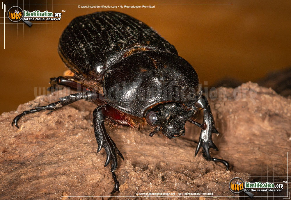 Full-sized image #3 of the Triceratops-Beetle