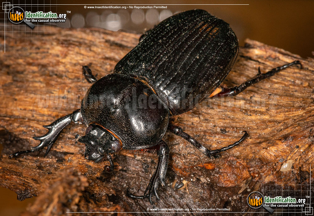 Full-sized image #4 of the Triceratops-Beetle