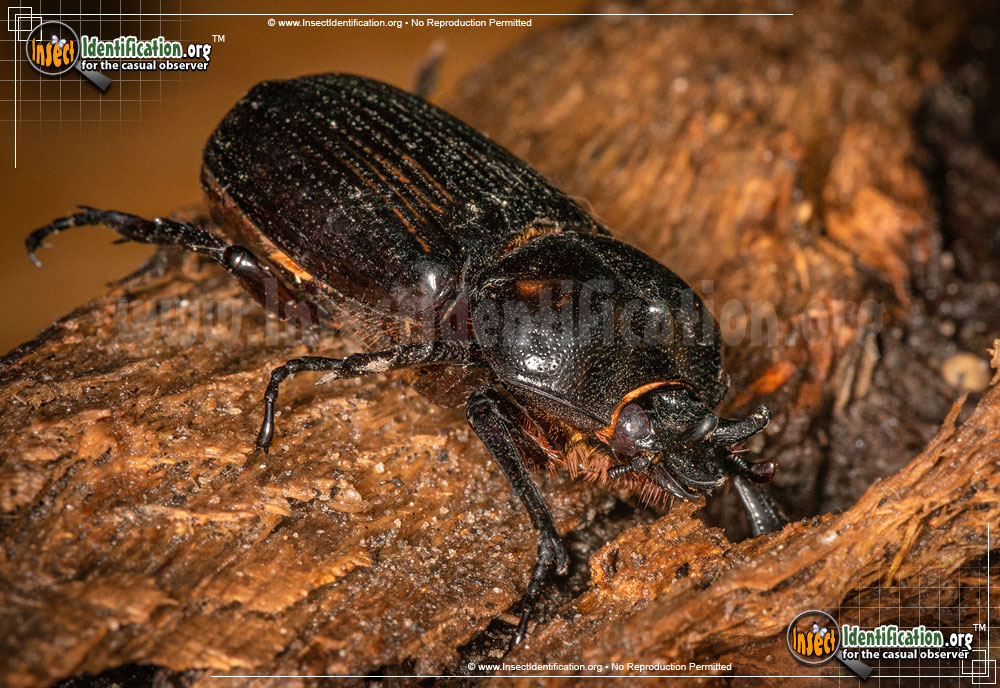 Full-sized image #5 of the Triceratops-Beetle