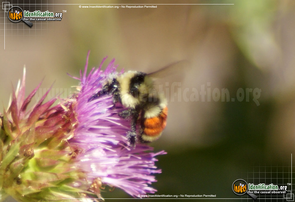 Full-sized image of the Tri-Colored-Bumble-Bee
