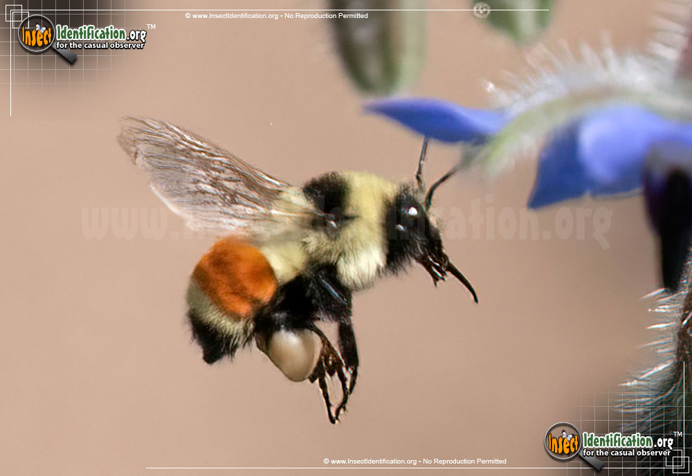 Full-sized image of the Tri-Colored-Bumble-Bee