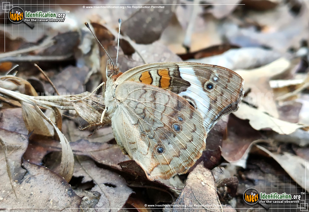 Full-sized image of the Tropical-Buckeye-Butterfly