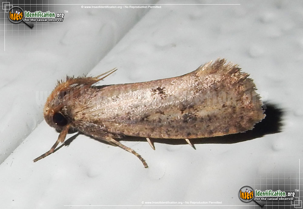Full-sized image of the Tubeworm-Moth-Acrolophus-mortipennella