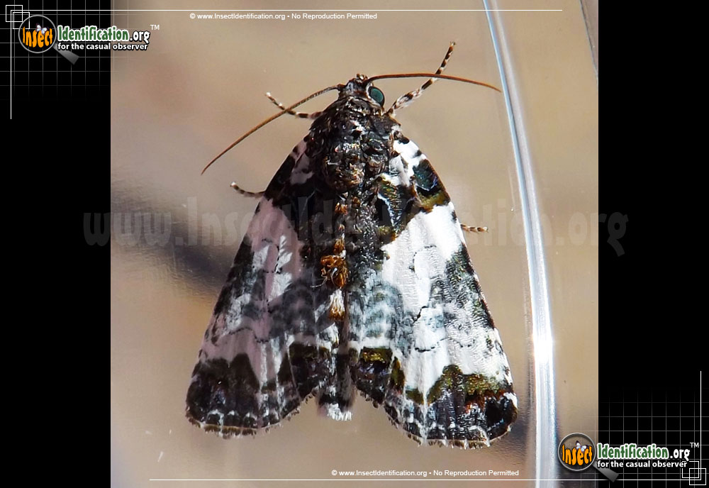Full-sized image #2 of the Tufted-Bird-Dropping-Moth