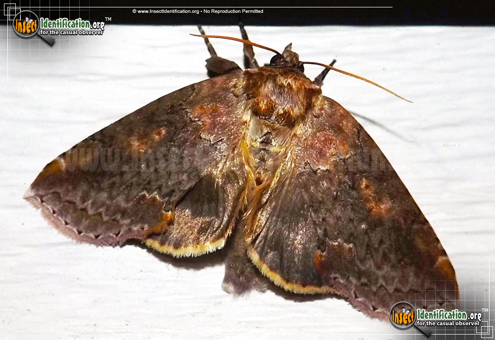 Full-sized image of the Tufted-Thyatirin-Moth