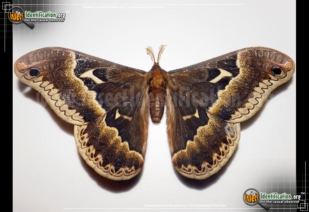 Full-sized image of the Tulip-Tree-Silkmoth