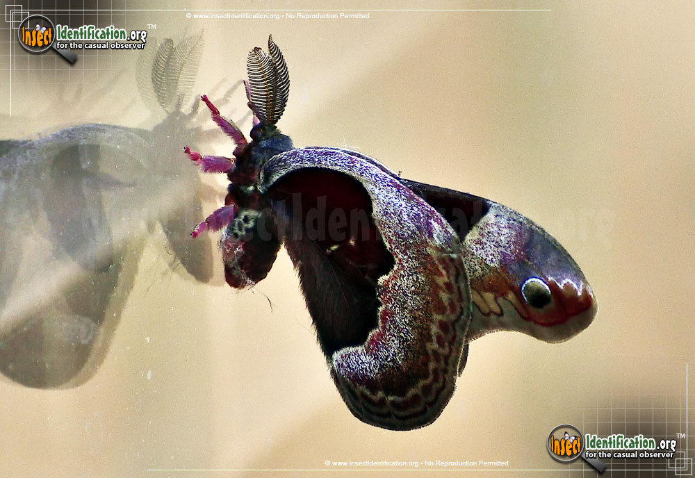 Full-sized image #5 of the Tulip-Tree-Silkmoth