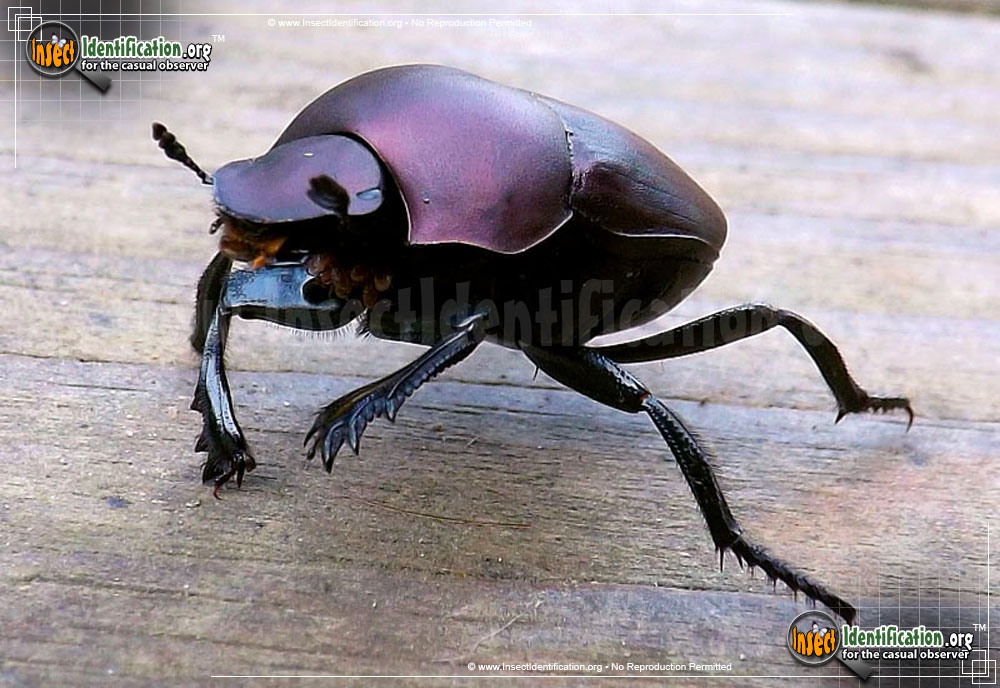 Full-sized image #3 of the Tumblebug-Dung-Beetle-imitator