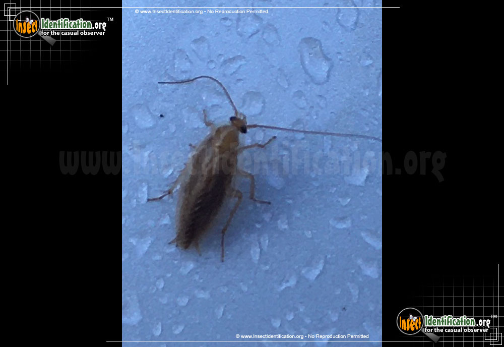 Full-sized image of the Turkestan-Cockroach