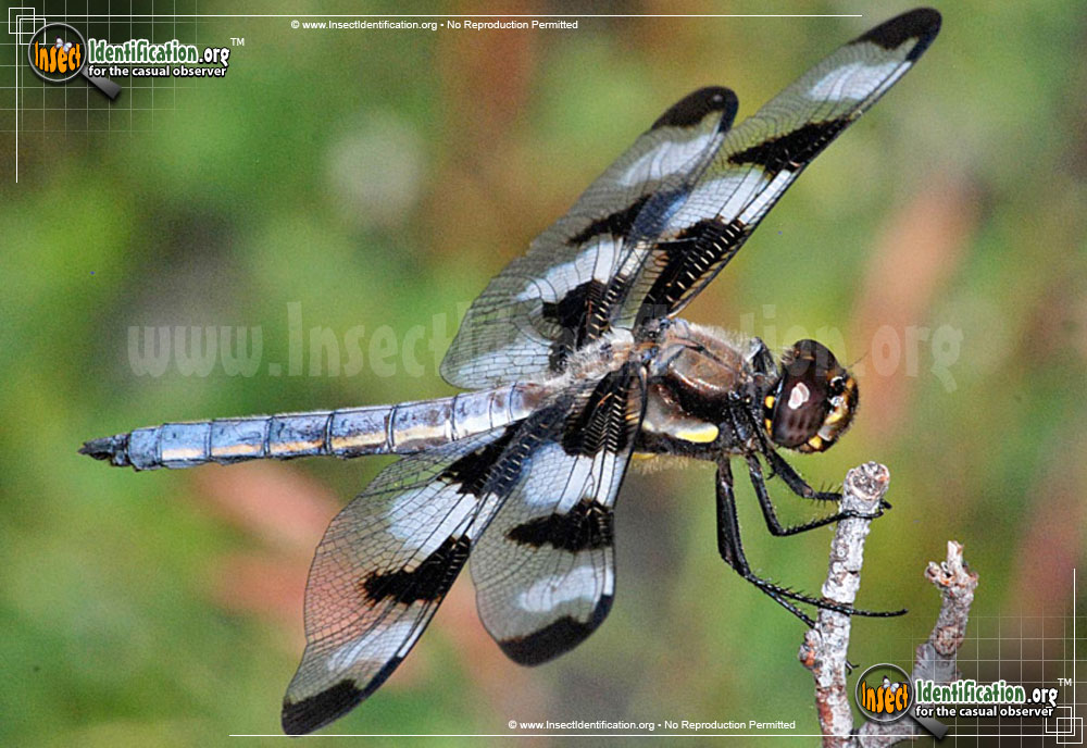 Full-sized image #3 of the Twelve-Spotted-Skimmer
