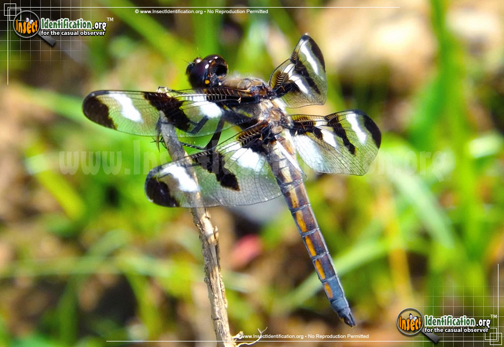 Full-sized image of the Twelve-Spotted-Skimmer