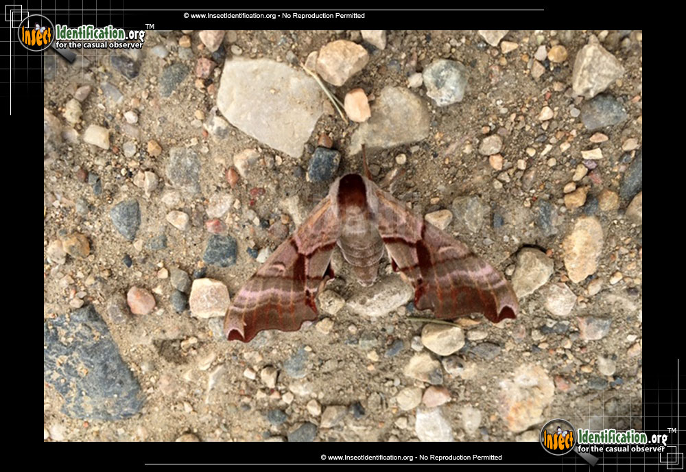 Full-sized image of the Twin-Spotted-Sphinx-Moth