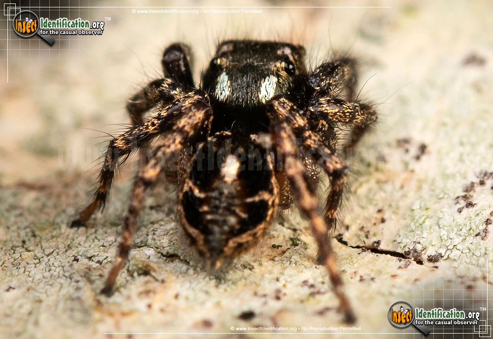 Full-sized image of the Twinflagged-Jumping-Spider