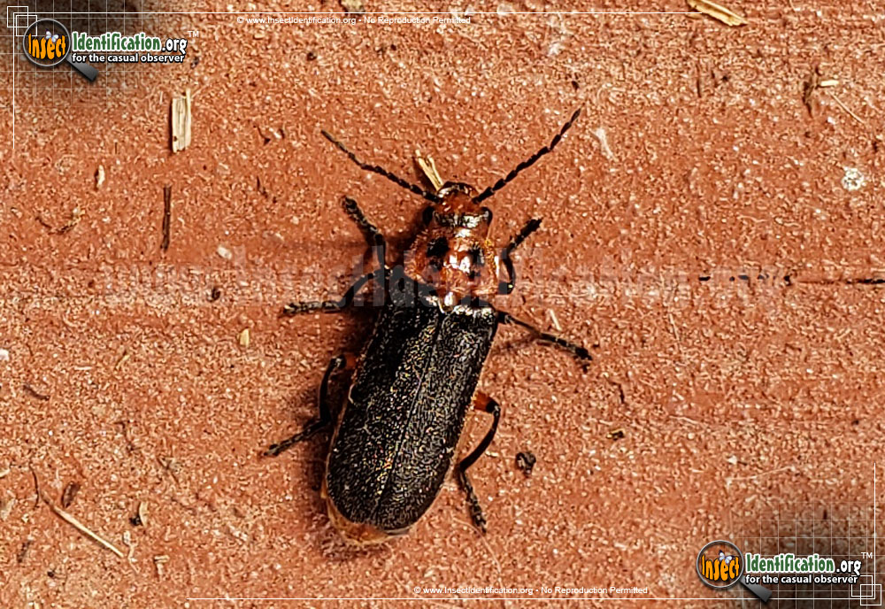 Full-sized image #2 of the Two-Lined-Leather-Wing-Beetle