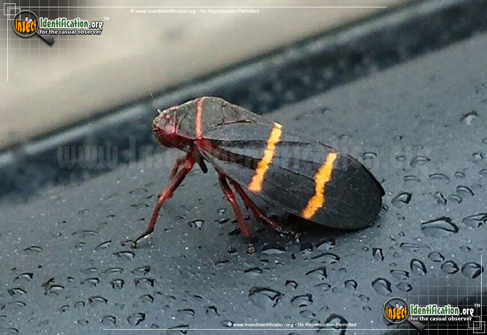 Full-sized image #5 of the Two-Lined-Spittlebug
