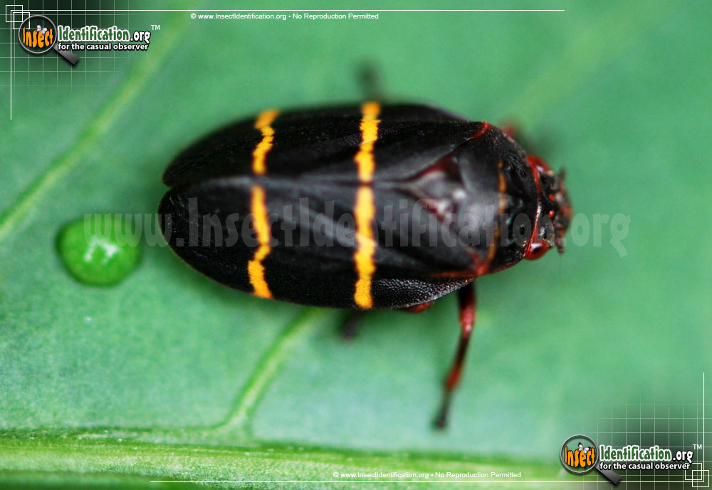 Full-sized image #3 of the Two-Lined-Spittlebug
