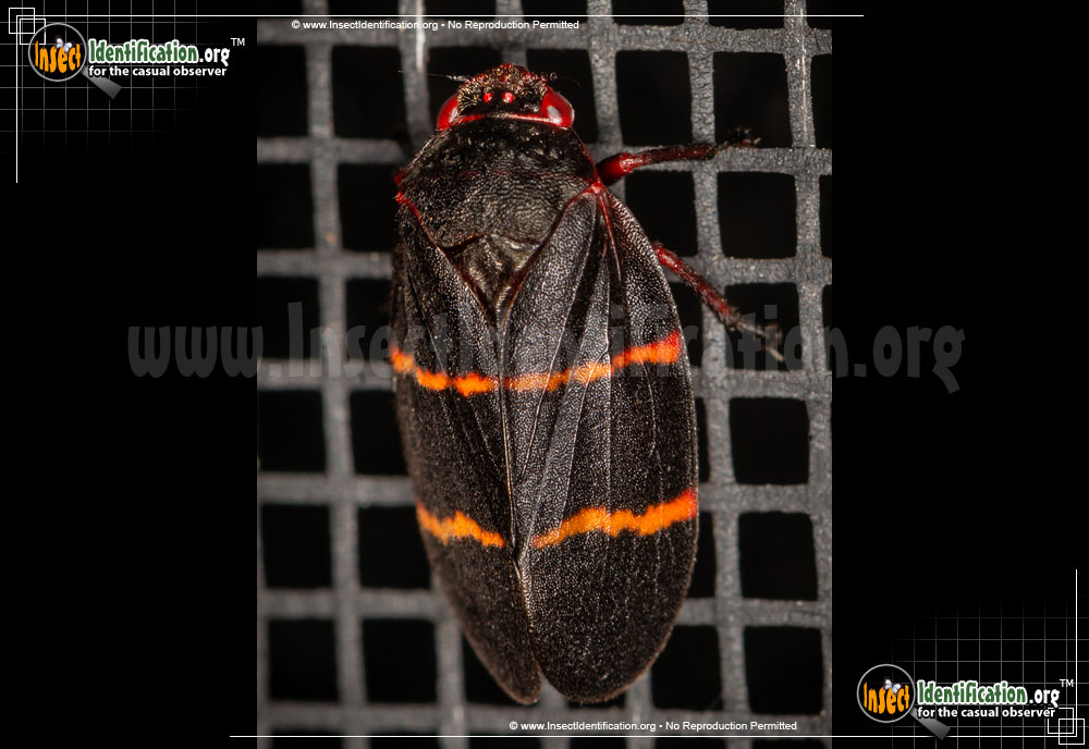 Full-sized image #2 of the Two-Lined-Spittlebug