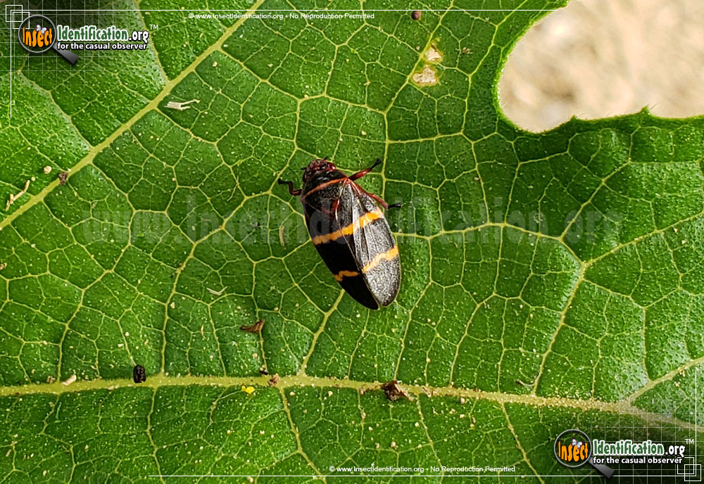 Full-sized image #4 of the Two-Lined-Spittlebug
