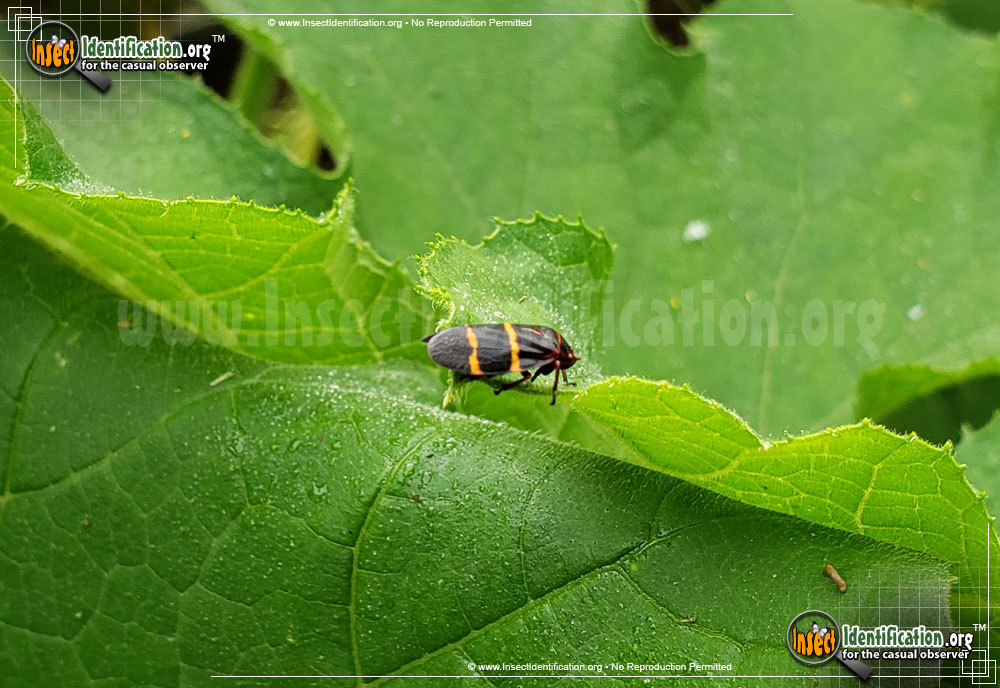 Full-sized image #8 of the Two-Lined-Spittlebug