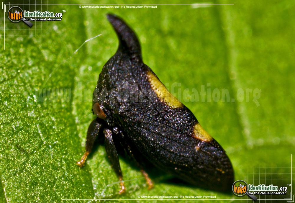 Full-sized image of the Two-Marked-Treehopper
