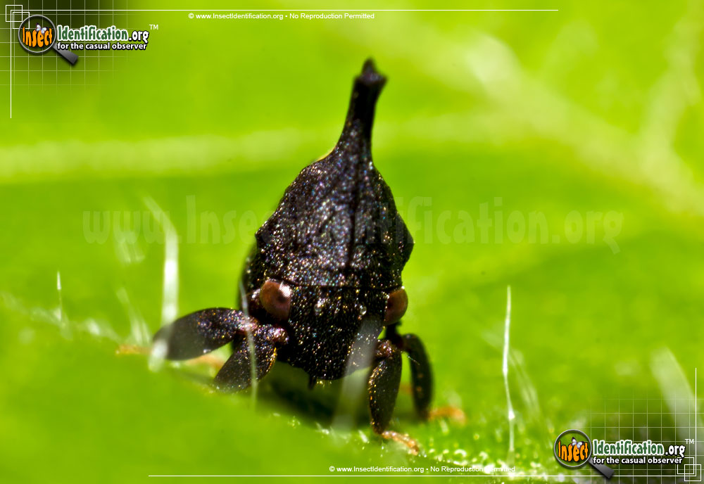 Full-sized image #2 of the Two-Marked-Treehopper