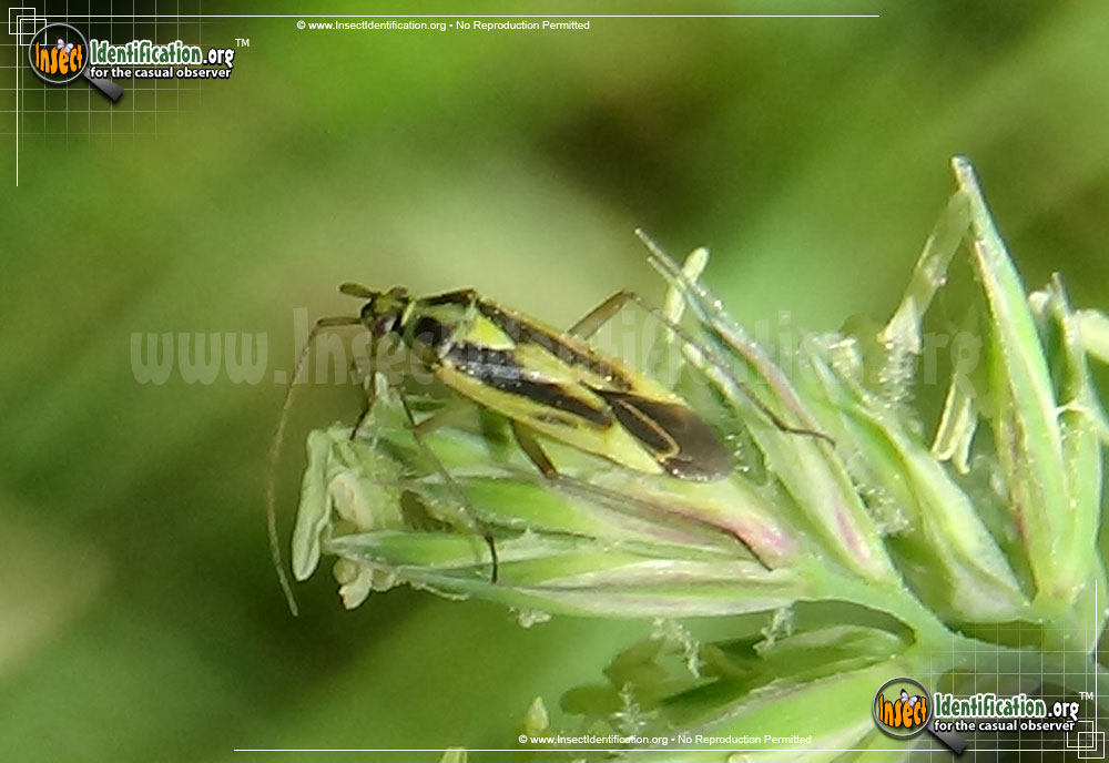 Full-sized image of the Two-spotted-Grass-Bug