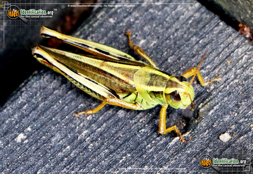 Full-sized image of the Two-Striped-Grasshopper