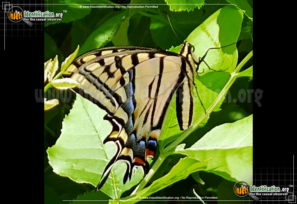 Full-sized image #3 of the Two-Tailed-Swallowtail-Butterfly
