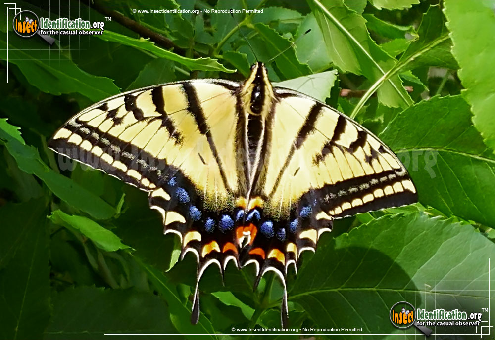 Full-sized image of the Two-Tailed-Swallowtail-Butterfly