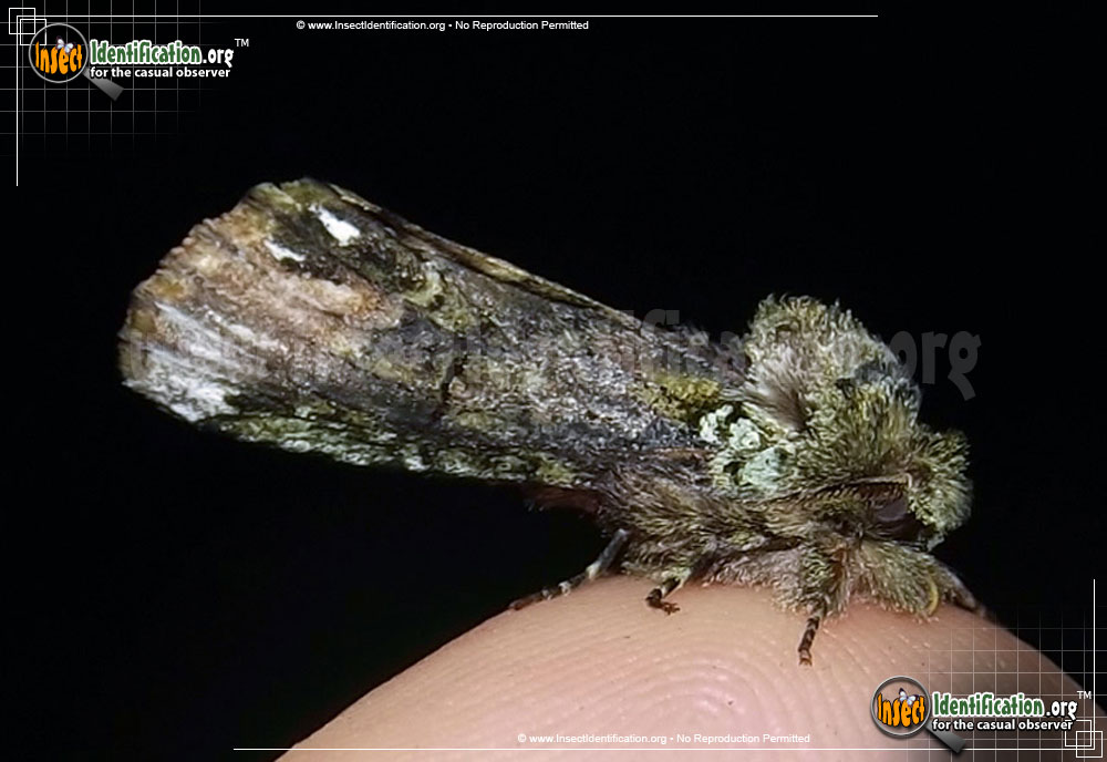 Full-sized image of the Unicorn-Caterpillar-Moth